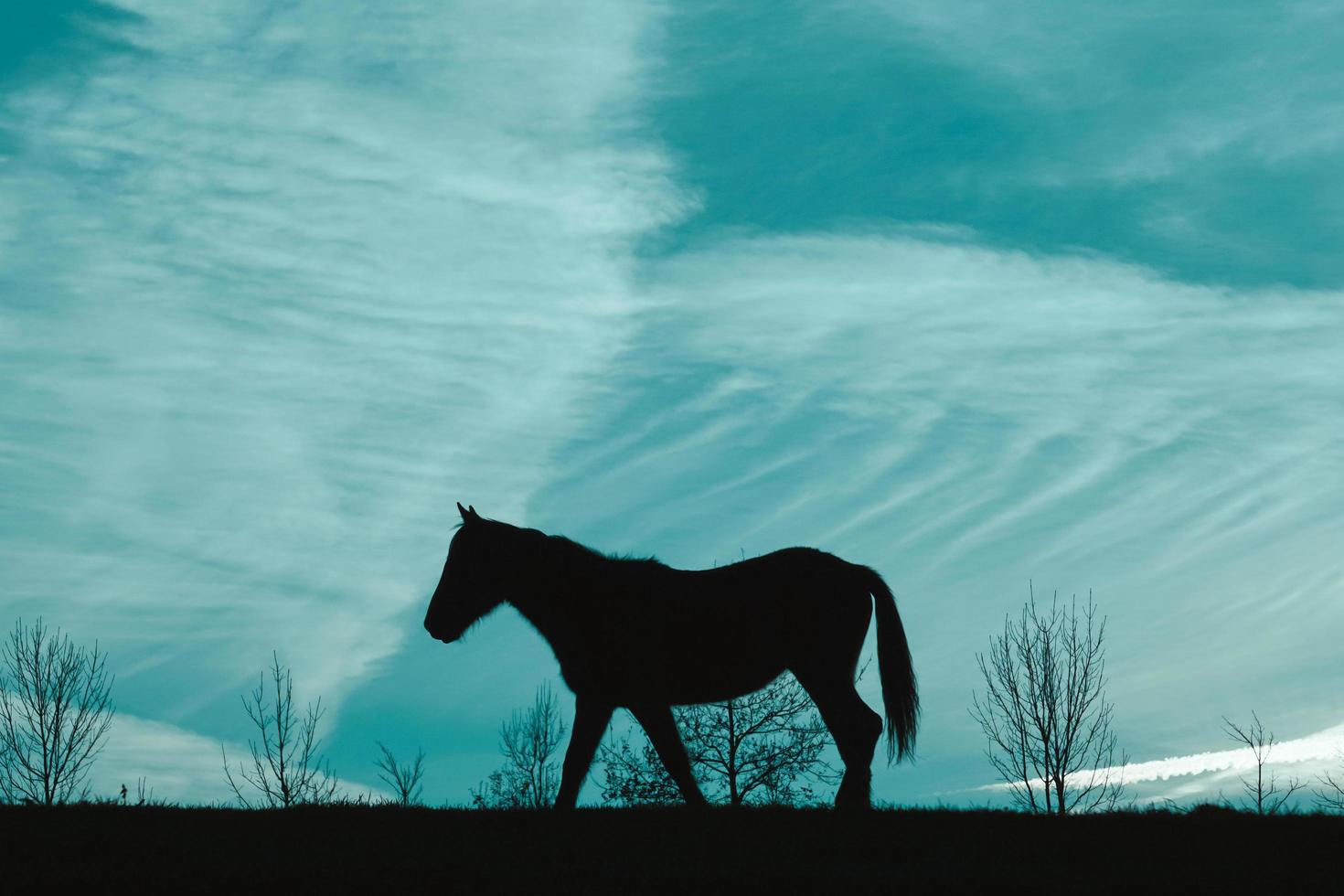 horse silhouette in the meadow with a blue sky, animals in the wild photo