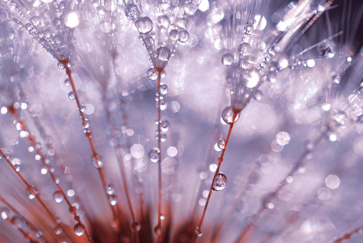 gotas de lluvia en la semilla de flor de diente de león en días lluviosos en primavera foto