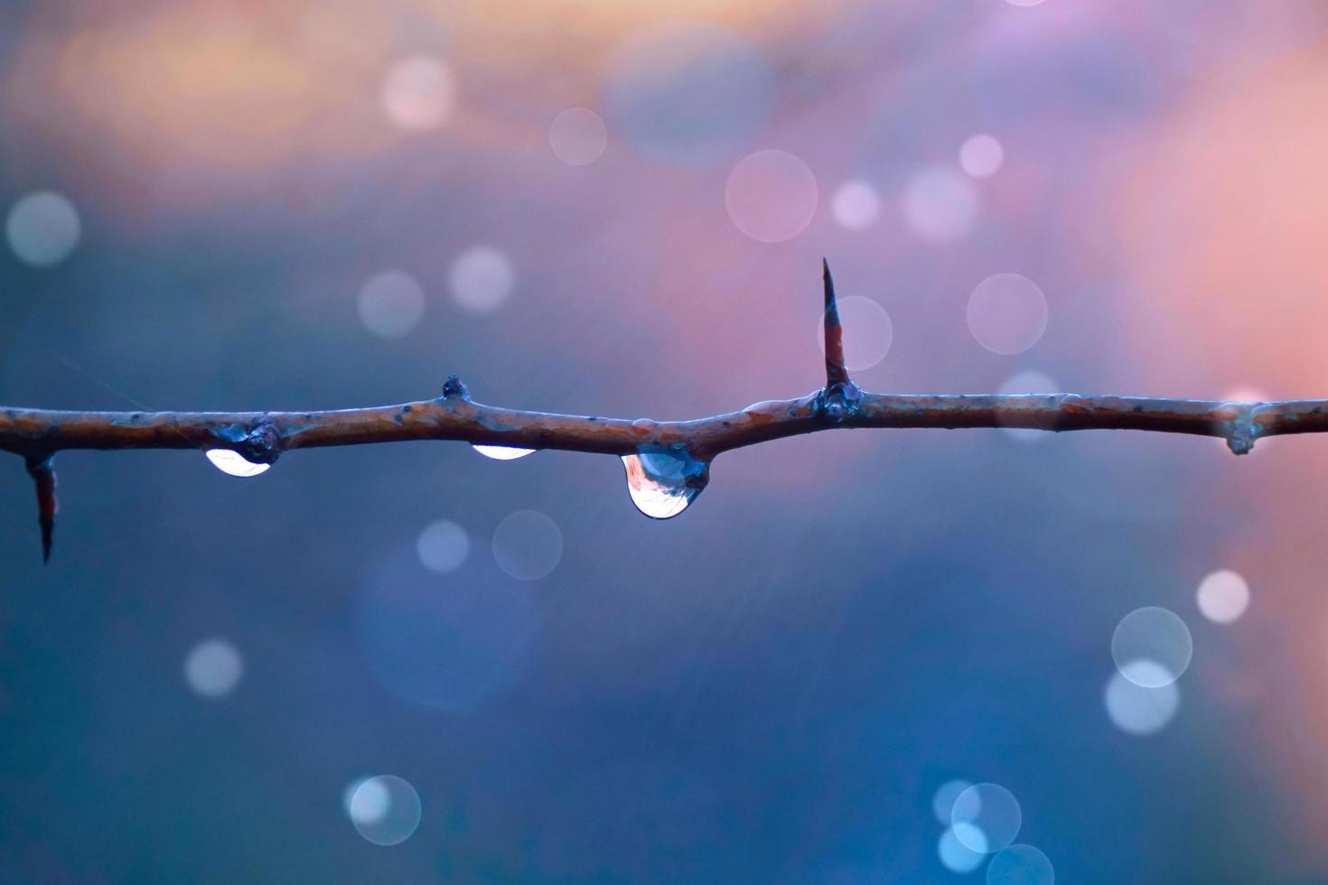 drop on the tree branch in rainy days in autumn season photo