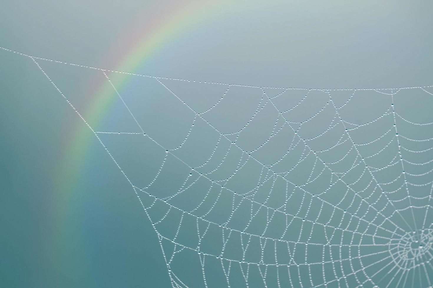 raindrops on the spider web in rainy days photo