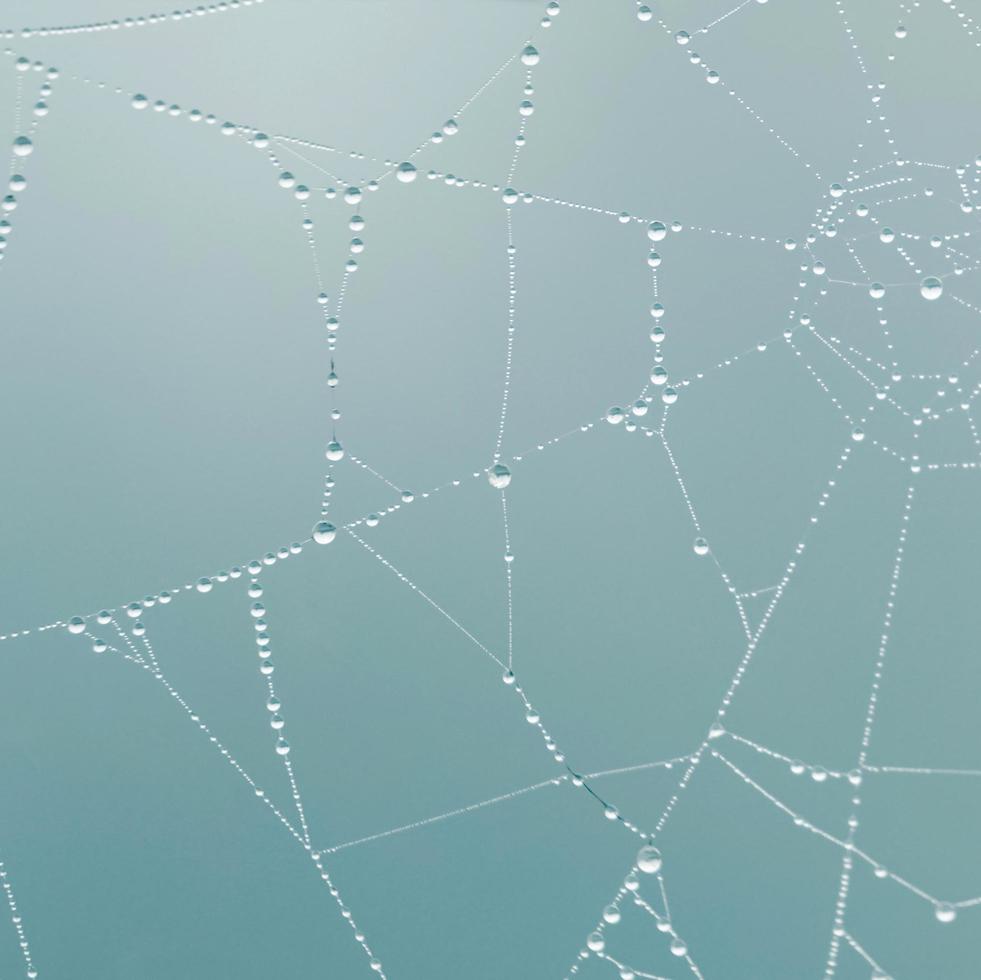 raindrops on the spider web in rainy days photo