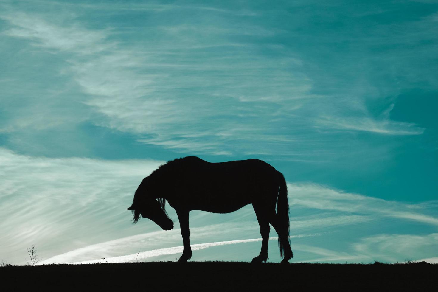 horse silhouette in the meadow with a blue sky, animals in the wild photo