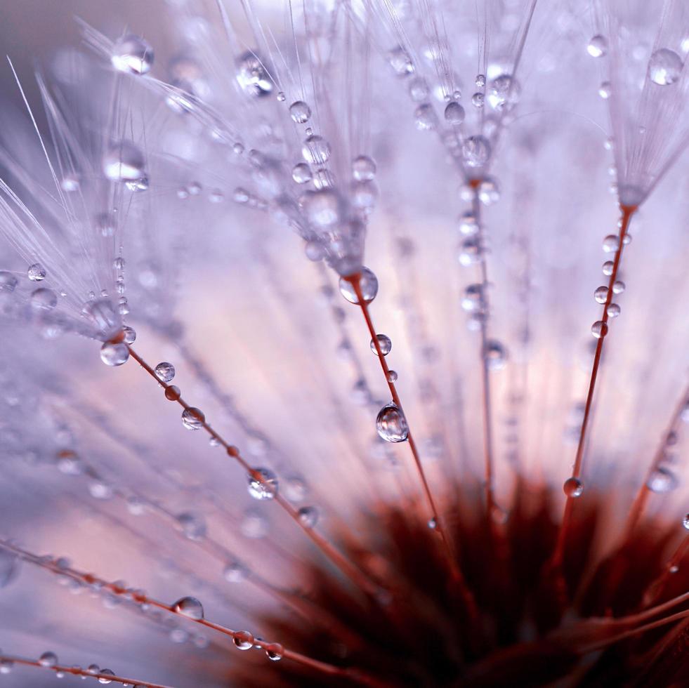 raindrops on the dandelion flower seed in rainy days in springtime photo