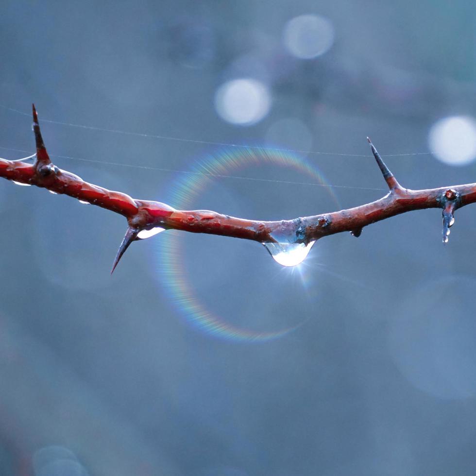 drop on the tree branch in rainy days in autumn season photo