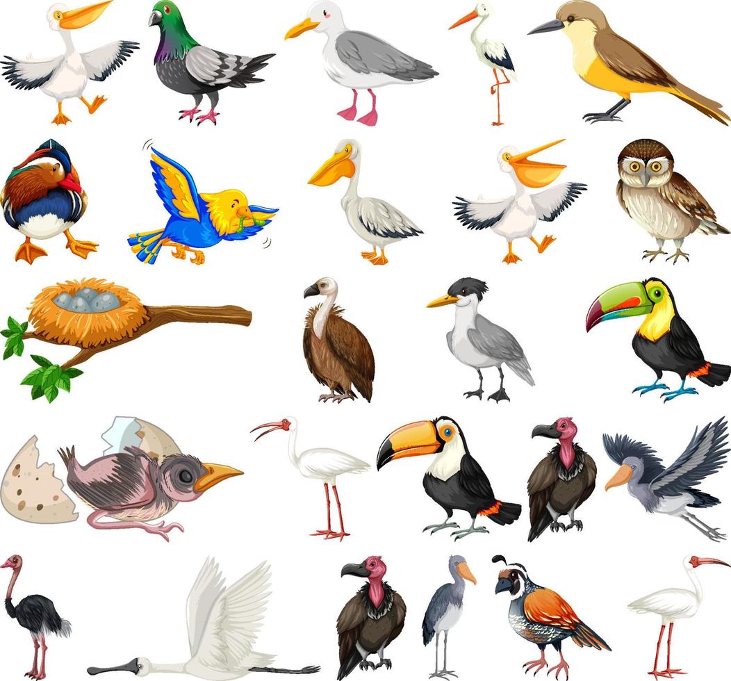 Different kinds of birds collection vector