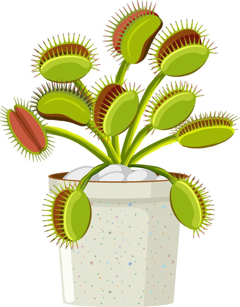 Venus flytrap carnivorous plant  and insect vector