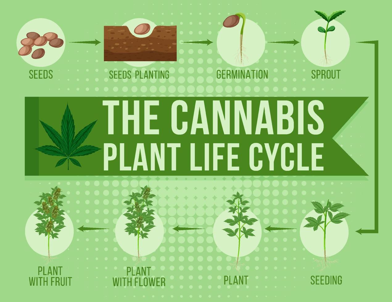 The cannabis plant life cycle vector