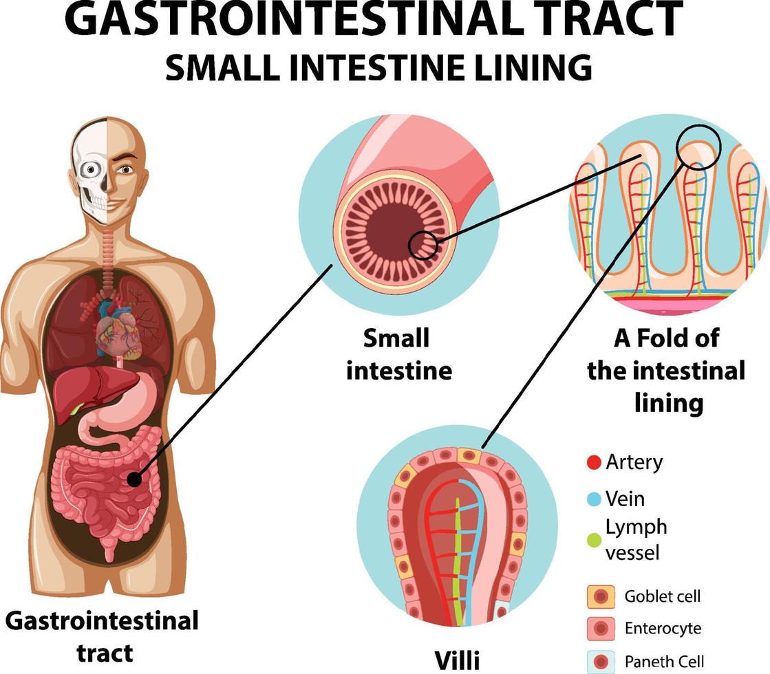 Diagram showing gastrointestinal tract vector