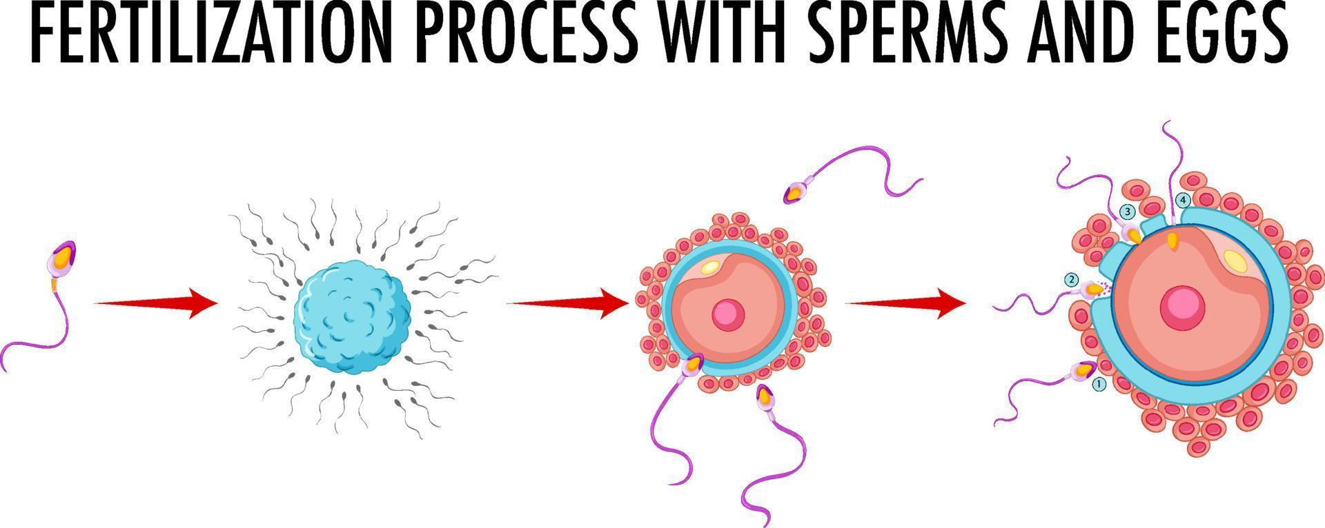 diagrama que muestra el proceso de fertilización con espermatozoides y óvulos vector