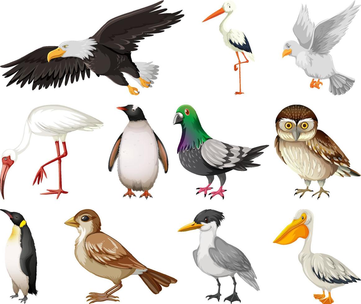 diferentes tipos de colección de aves vector