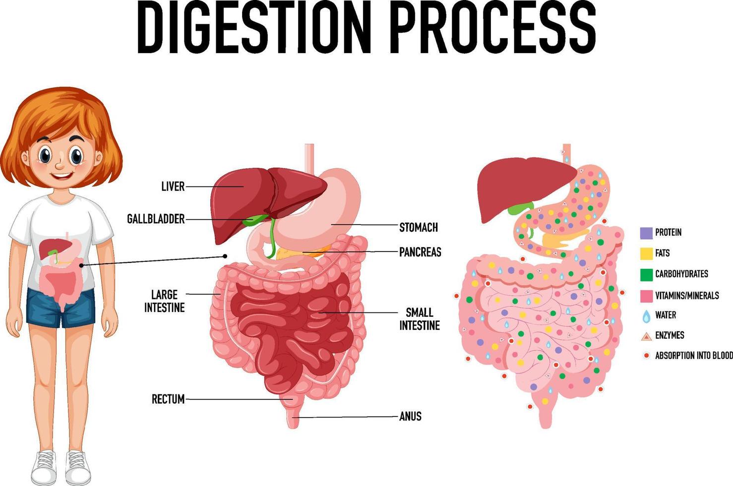 diagrama que muestra el proceso de digestión vector