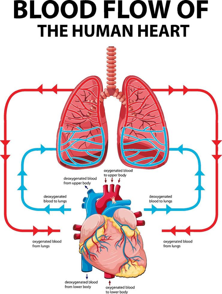 Diagram showing blood flow of human heart vector