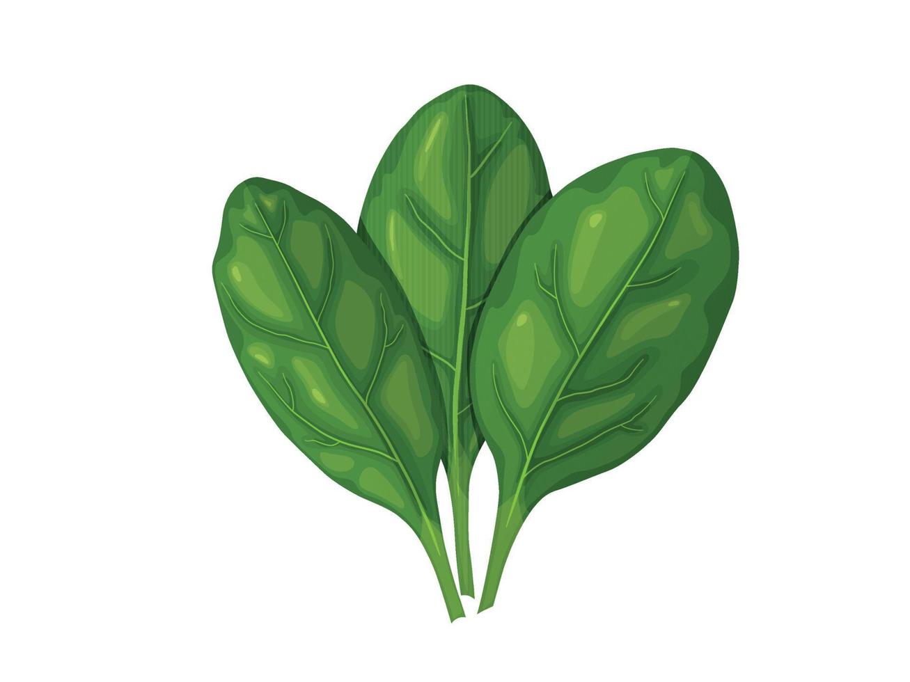 Spinach. Tasty fresh herb green leaves. Healthy vegetarian food. vector