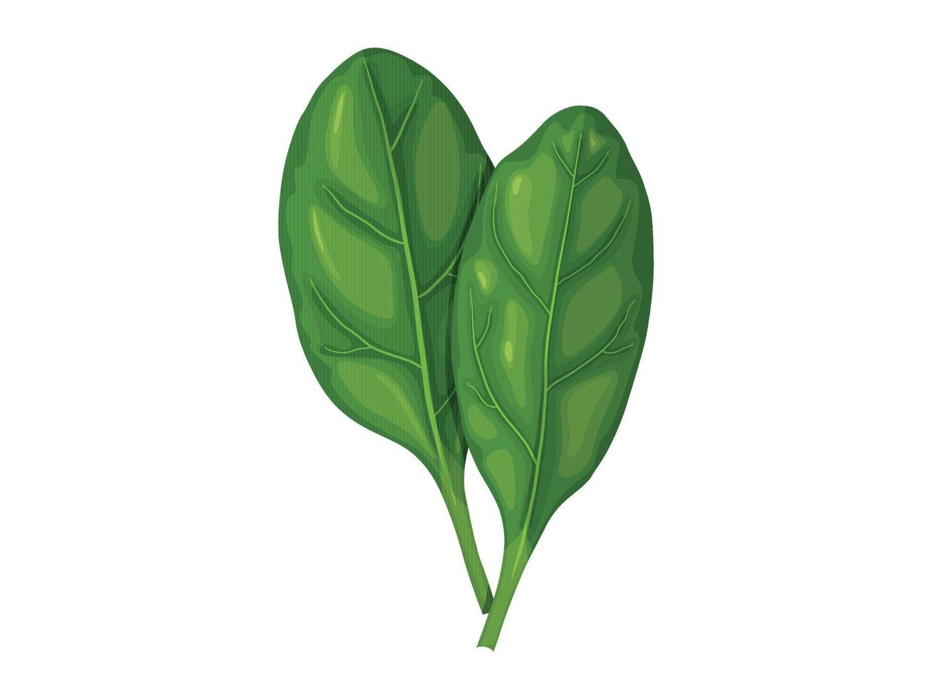 Spinach. Tasty fresh herb green leaves. Healthy vegetarian food. vector