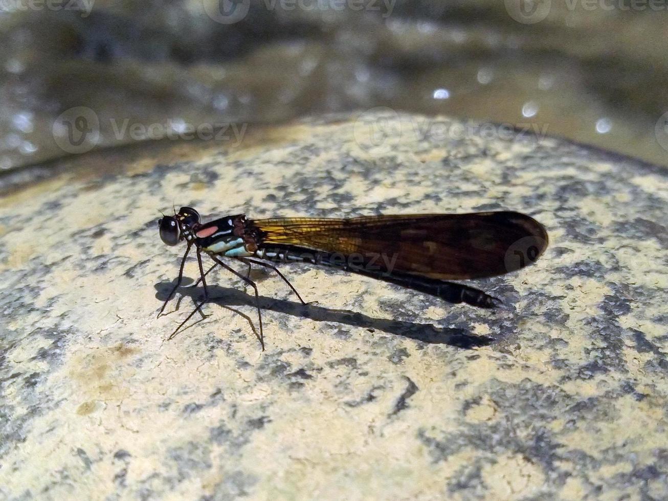 closeup beautiful butterfly perched on a rock photo