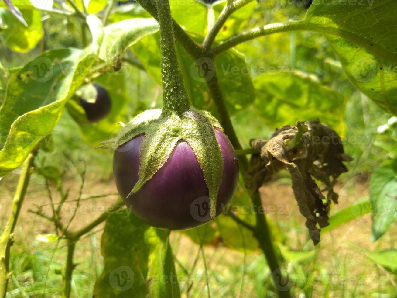 Purple eggplant hanging on a tree branch in the graden. photo