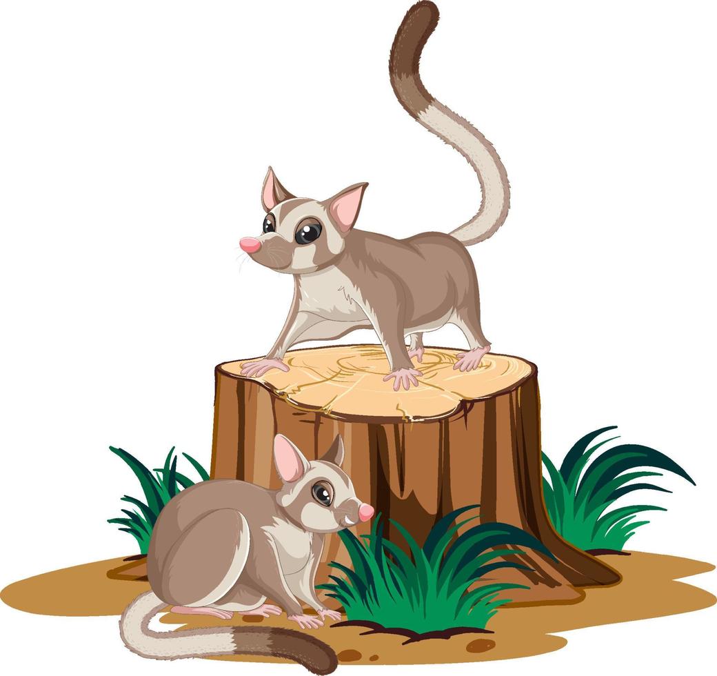 Two sugar gliders on the log vector