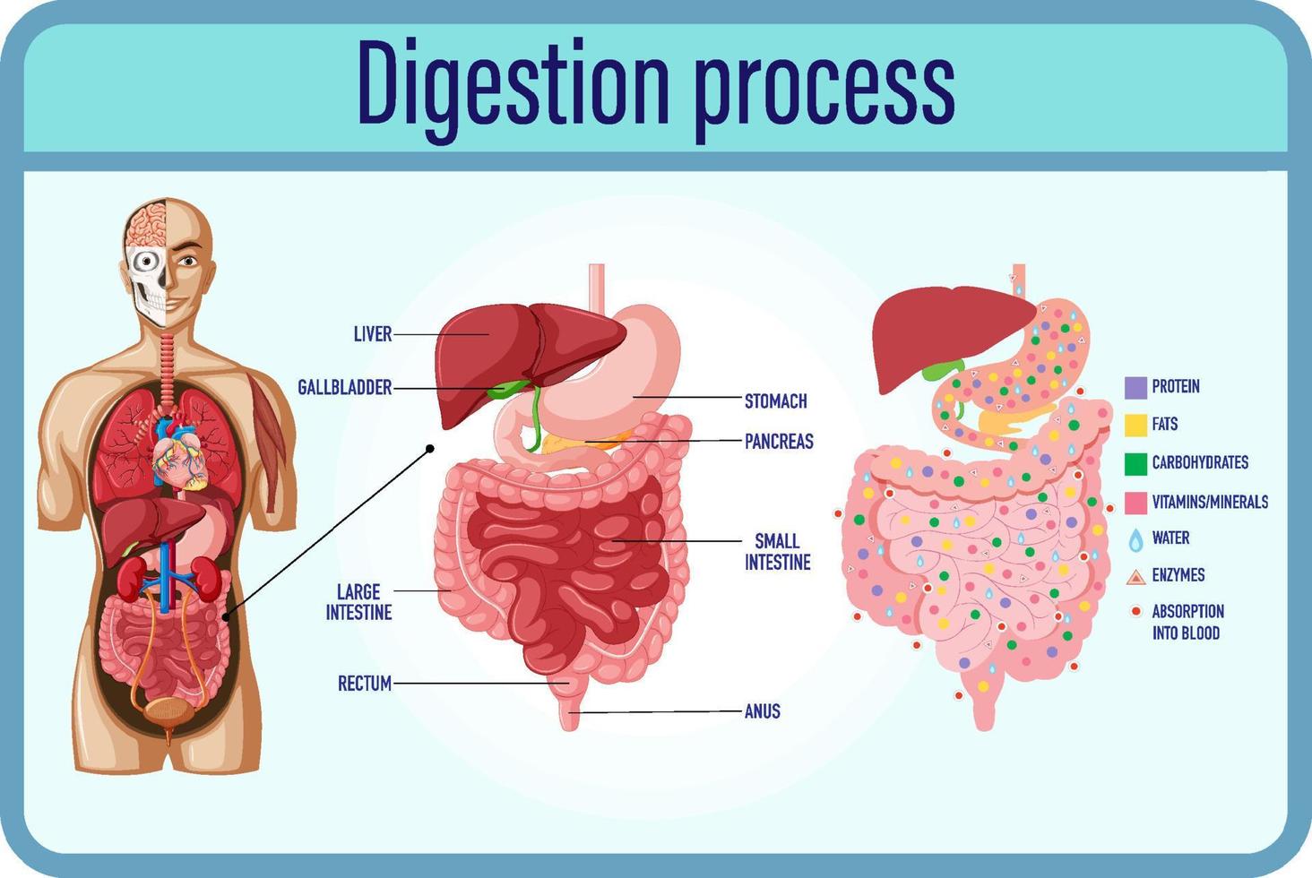 Digestión y células de digestión e intestino delgado. vector