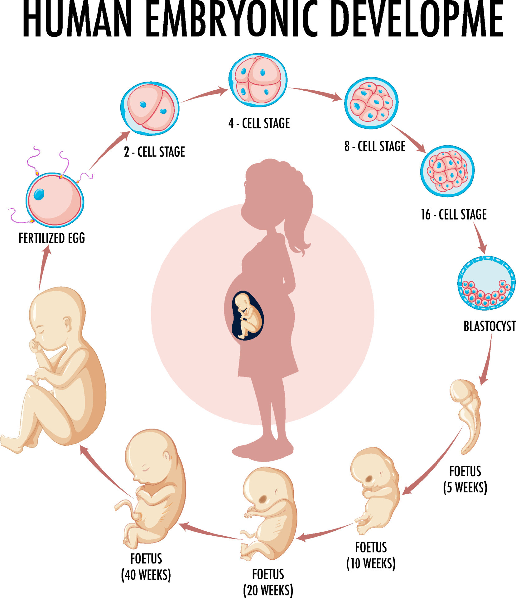 Diagram showing human embryonic development 6892775 Vector Art at Vecteezy Biology Diagrams