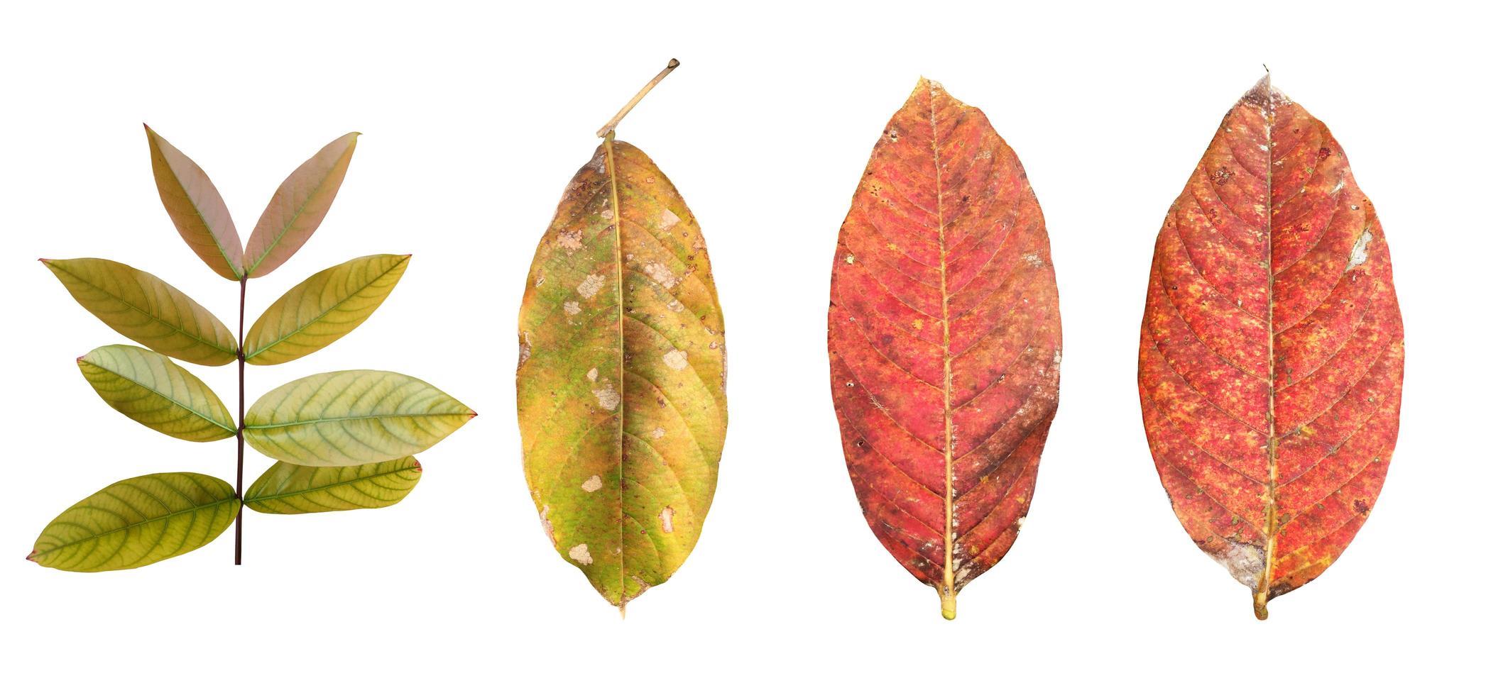 Isolated queen's crape myrtle old and fallen leaf with clipping paths. photo