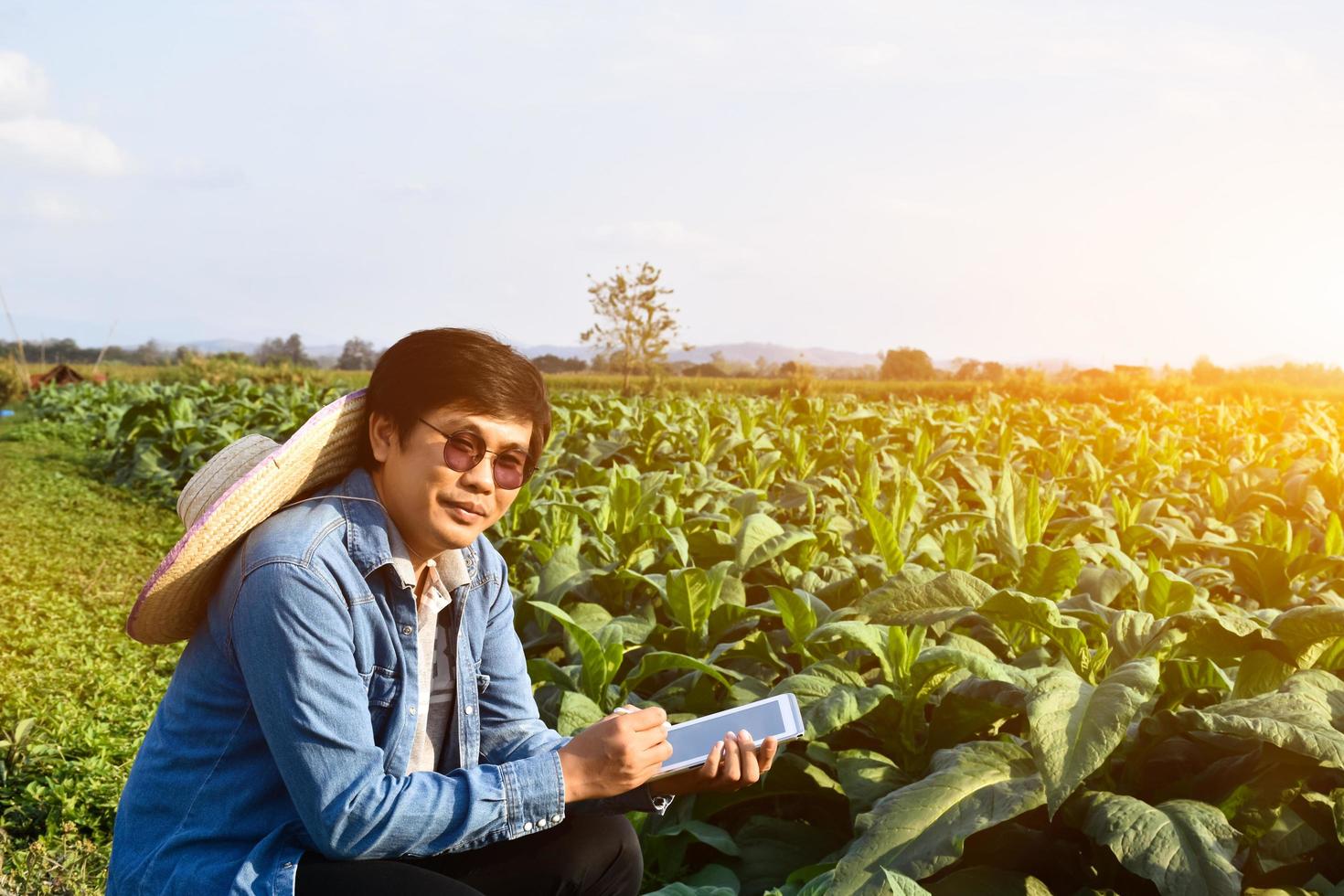 Asian horticulture geneticist is working on local tobacco farm to store data of planting, cultivar development and plant diseases in the afternoon, soft and selective focus. photo