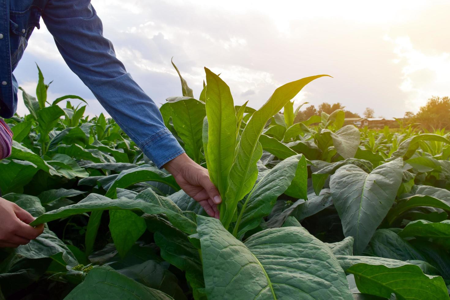 Asian horticulture geneticist is working on local tobacco farm to store data of planting, cultivar development and plant diseases in the afternoon, soft and selective focus. photo