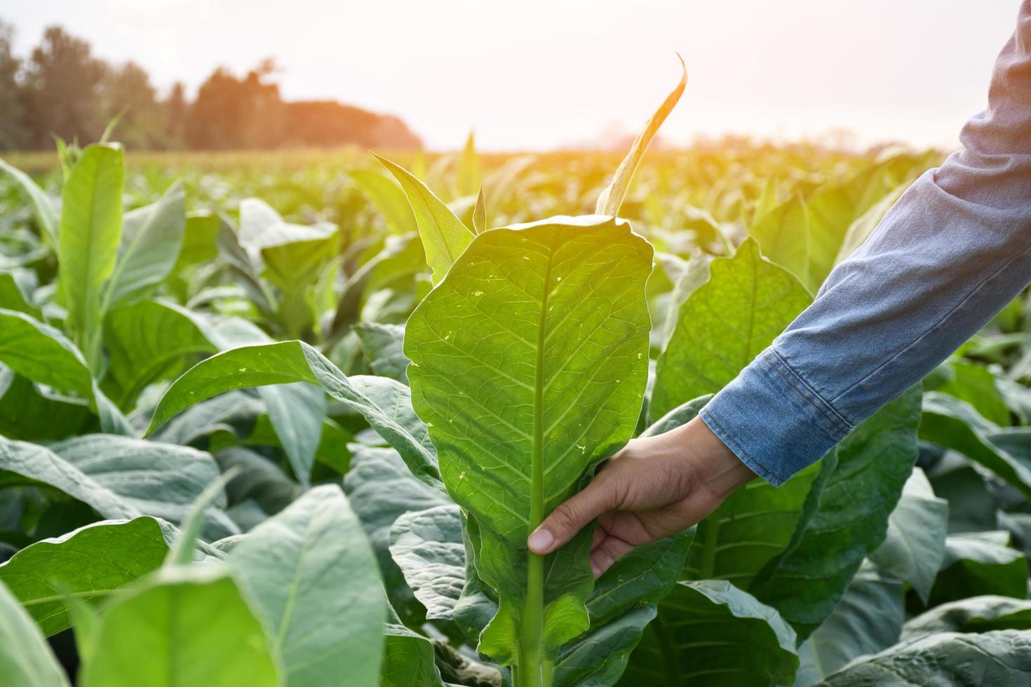 genetista asiático de horticultura está trabajando en una granja de tabaco local para almacenar datos de plantación, desarrollo de cultivares y enfermedades de las plantas por la tarde, enfoque suave y selectivo. foto