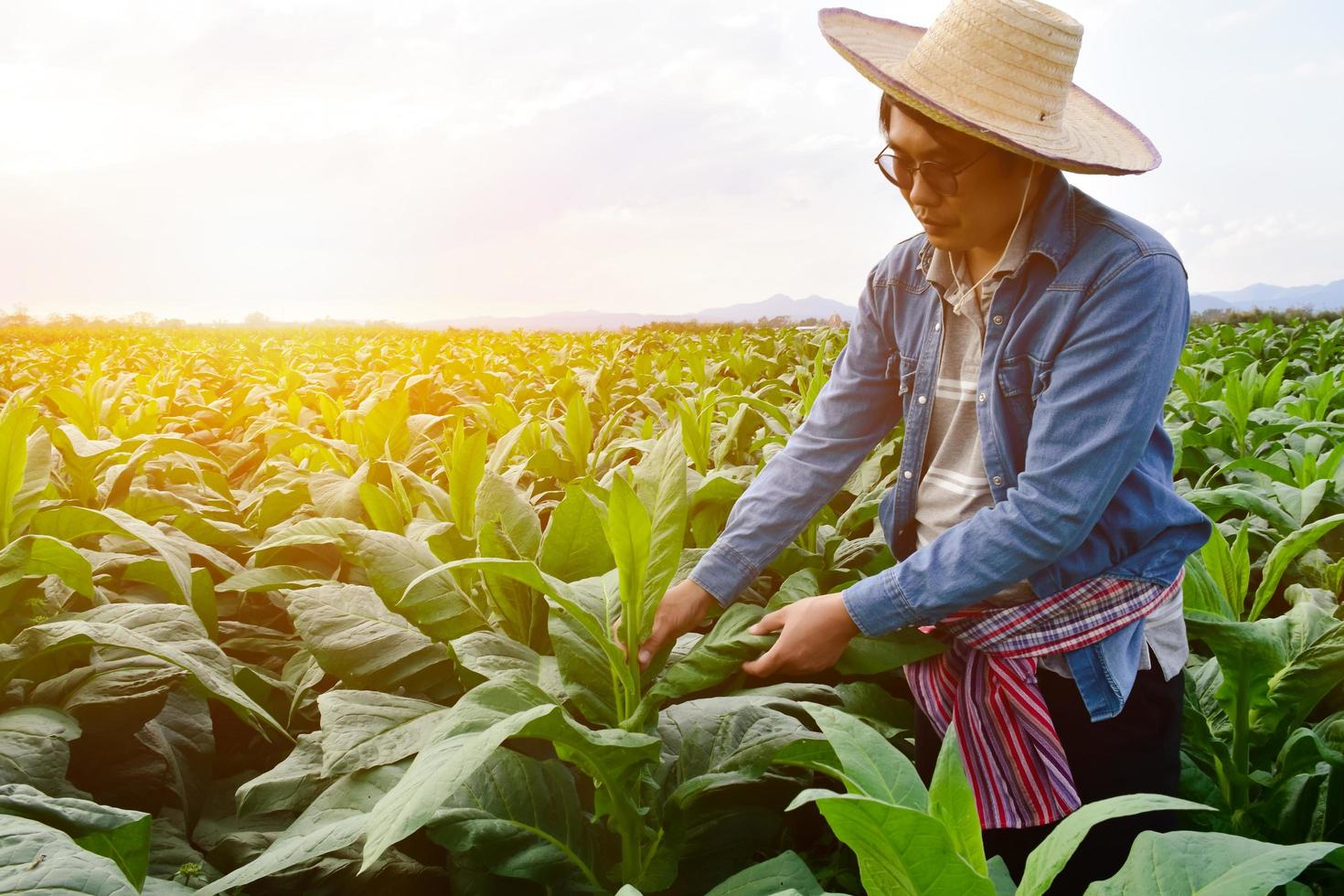 genetista asiático de horticultura está trabajando en una granja de tabaco local para almacenar datos de plantación, desarrollo de cultivares y enfermedades de las plantas por la tarde, enfoque suave y selectivo. foto