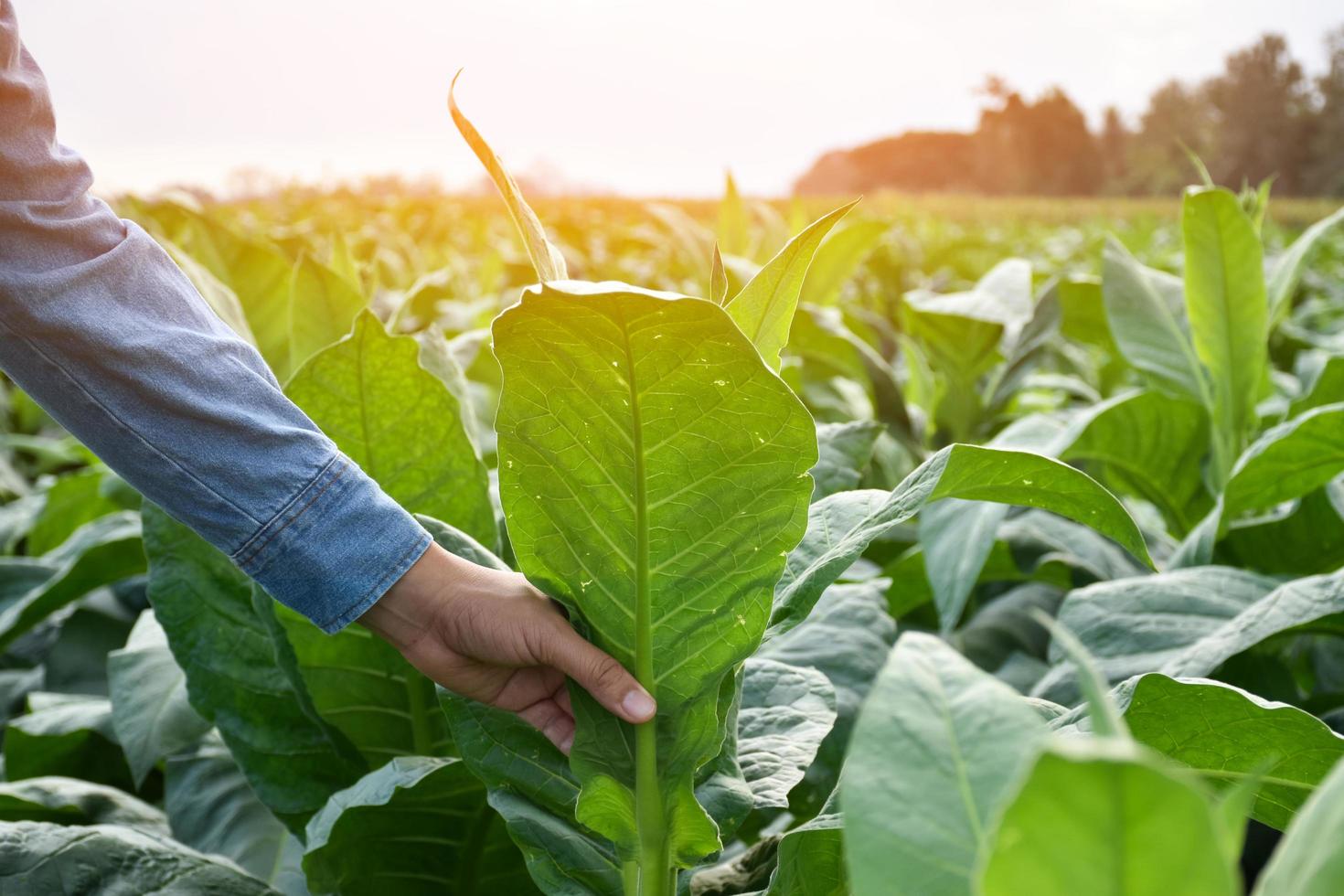 genetista asiático de horticultura está trabajando en una granja de tabaco local para almacenar datos de plantación, desarrollo de cultivares y enfermedades de las plantas por la tarde, enfoque suave y selectivo. foto