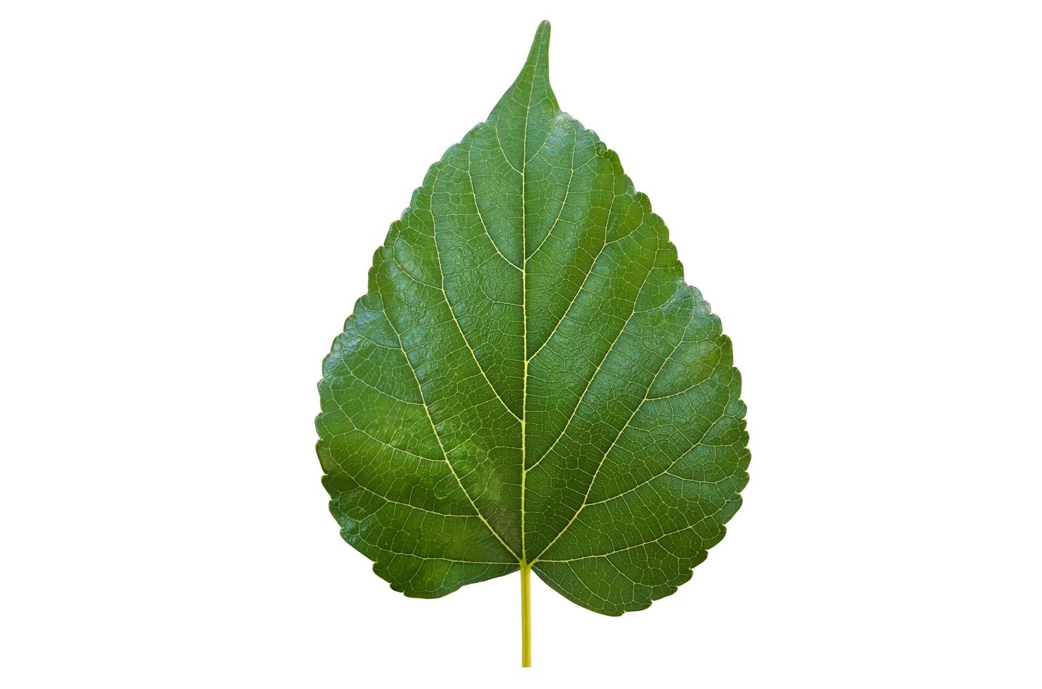 Isolated front and back mulberry leaf with clipping paths. photo