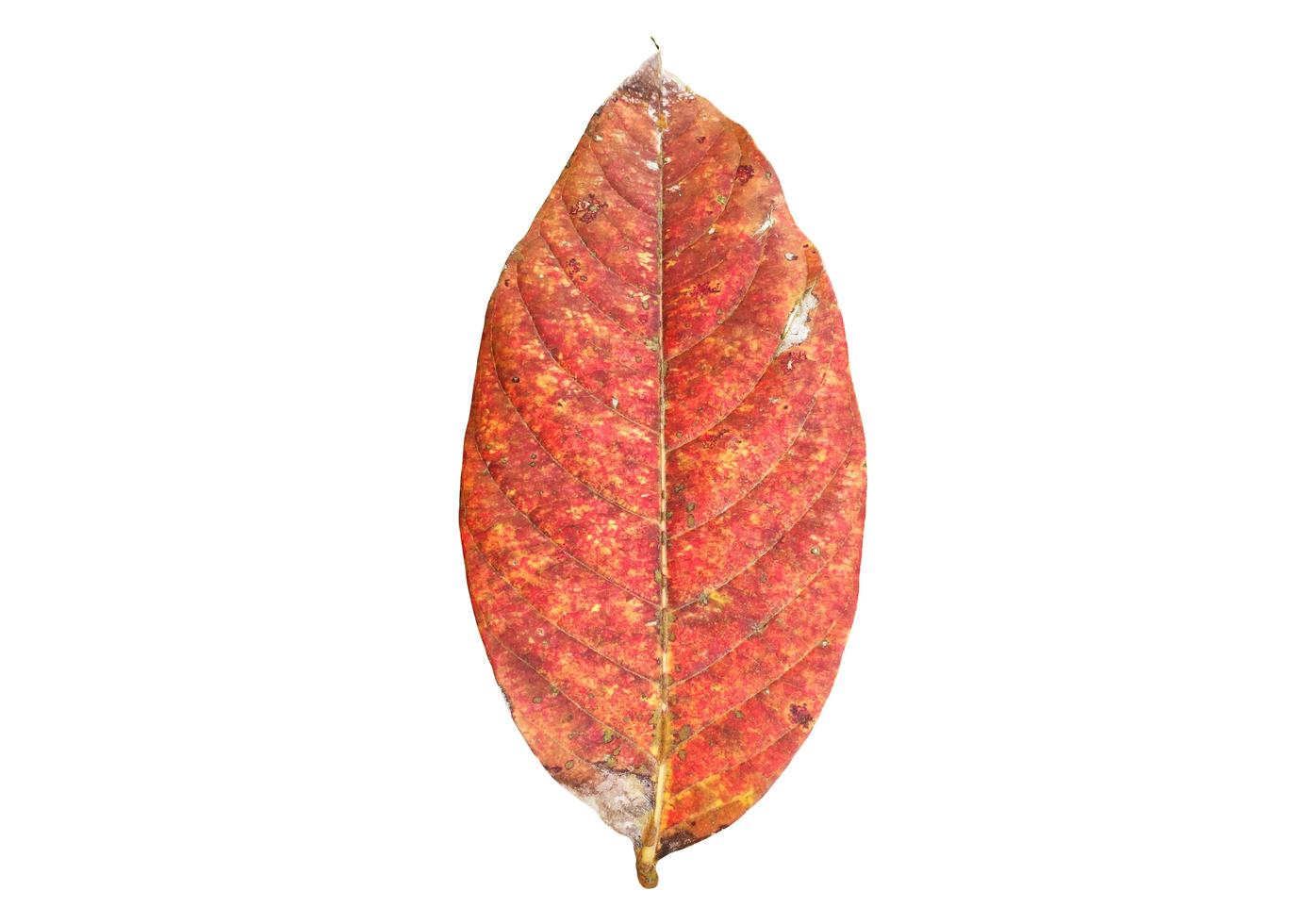 Isolated queen's crape myrtle old and fallen leaf with clipping paths. photo