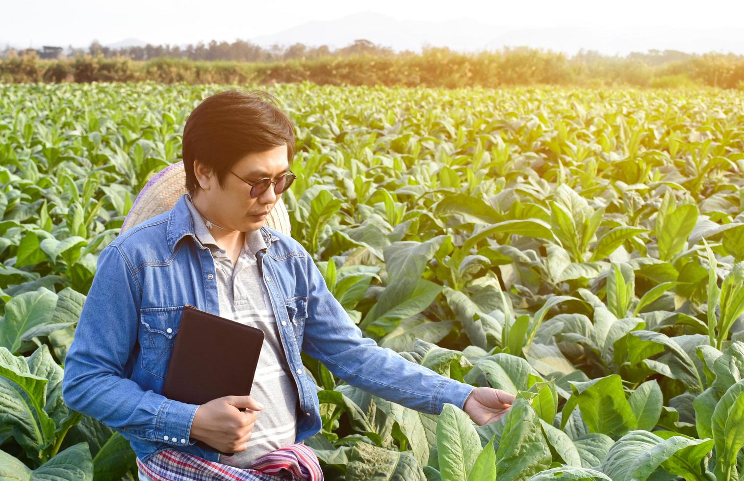 Asian horticulture geneticist is working on local tobacco farm to store data of planting, cultivar development and plant diseases in the afternoon, soft and selective focus. photo