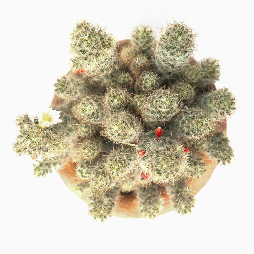 Top view Cactus isolated on white background. photo