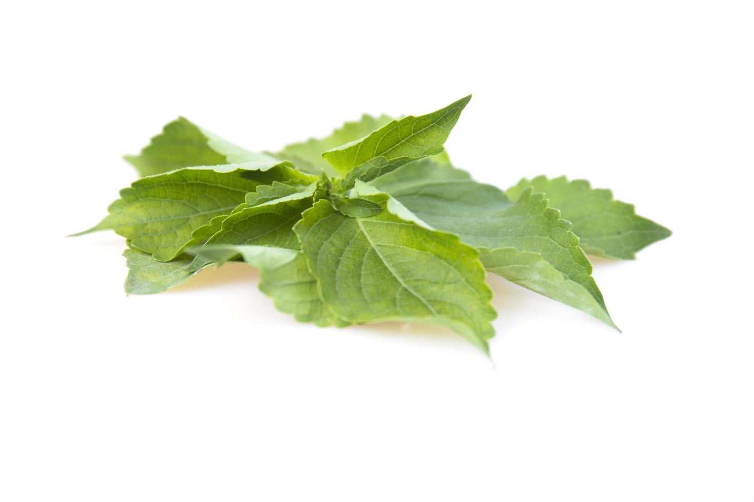 hojas de hinojo ocimum gratissimum aislado sobre fondo blanco. foto