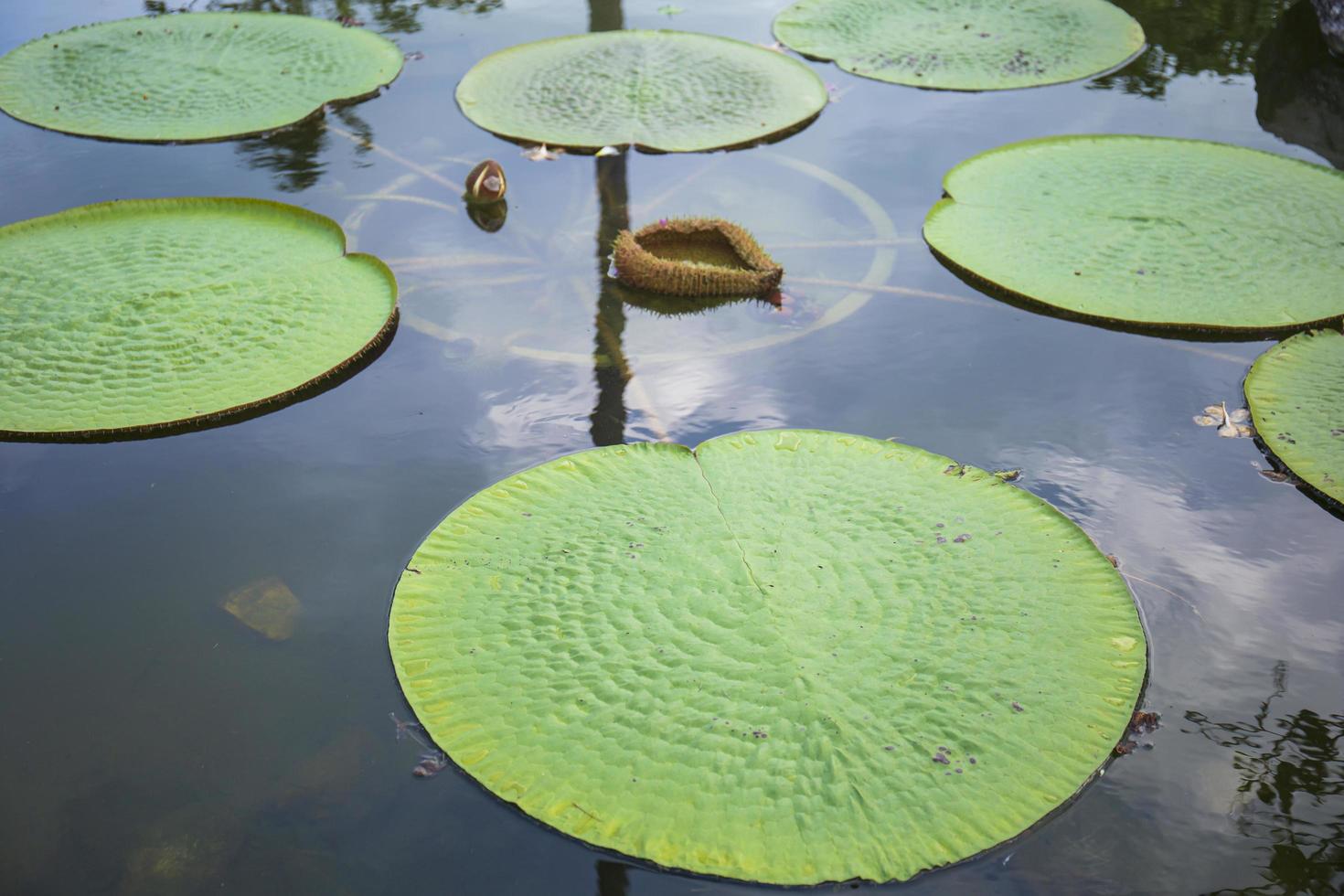 Victoria lotus leaf It is the largest lotus flower that floats on the water surface. photo
