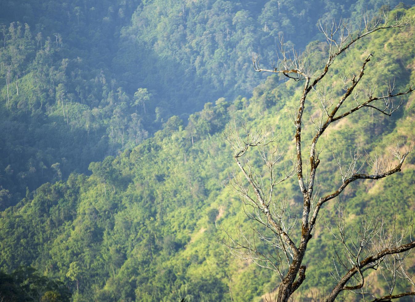 Dry trees in the wild photo