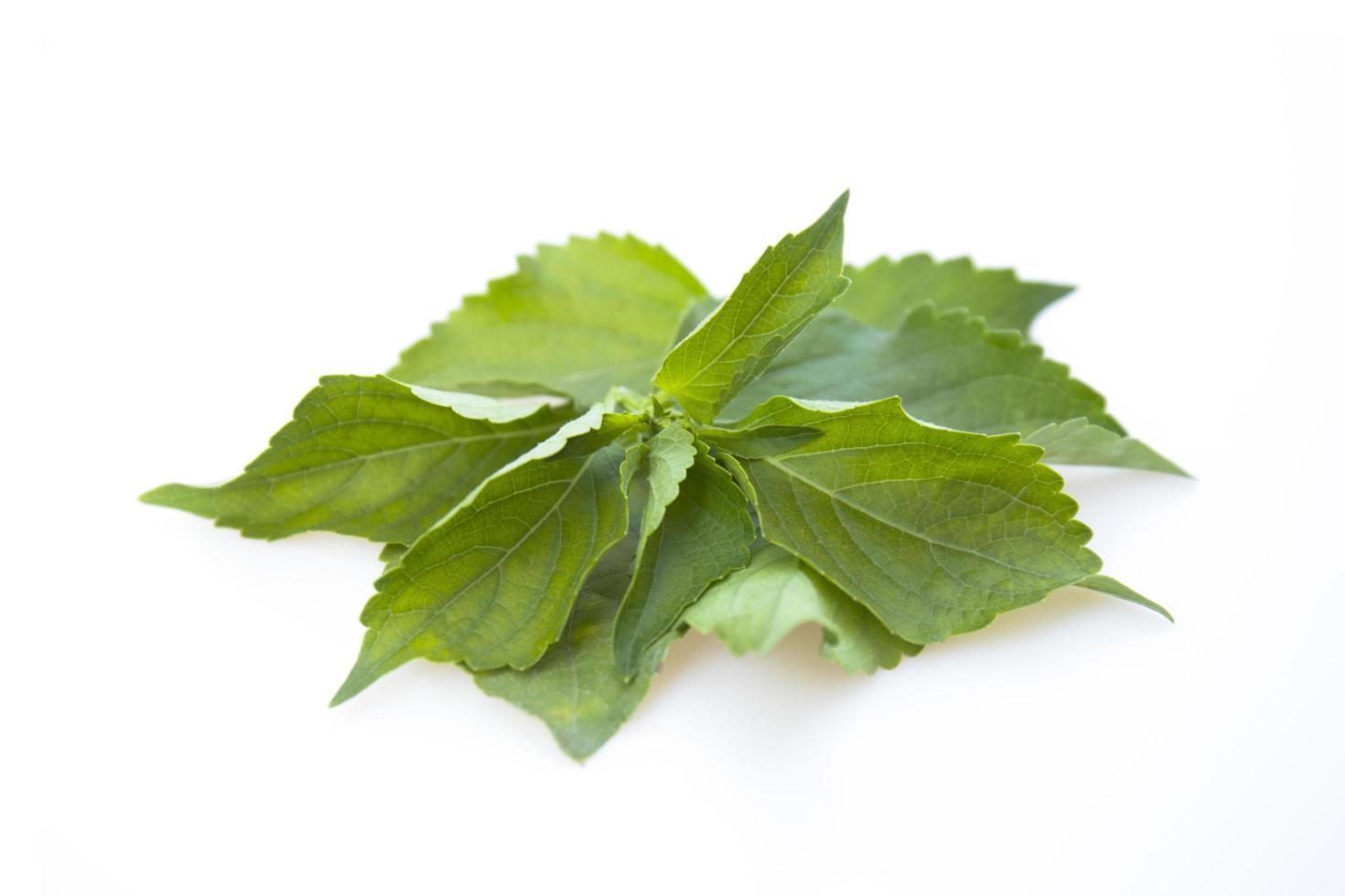 Fennel leaves Ocimum gratissimum isolated on white background. photo