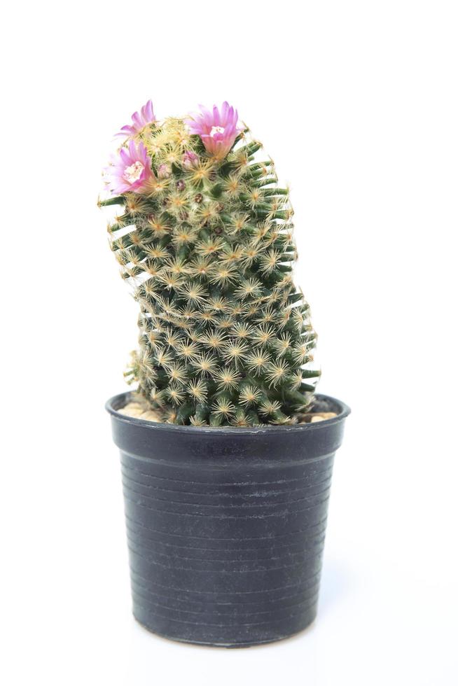 Cactus isolated on white background. photo