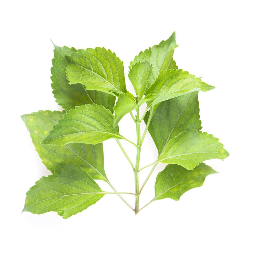 Fennel leaves Ocimum gratissimum isolated on white background. photo