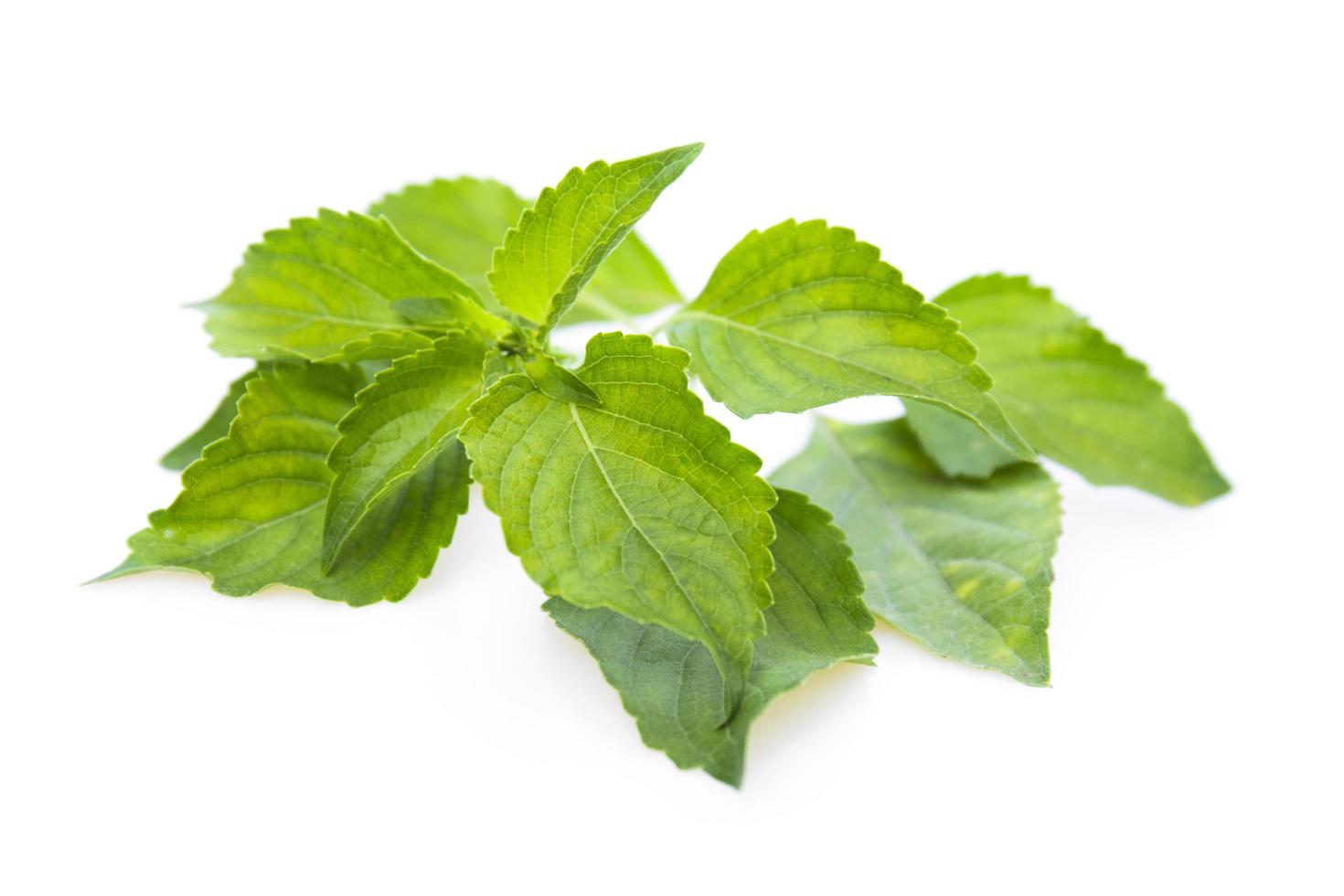 hojas de hinojo ocimum gratissimum aislado sobre fondo blanco. foto