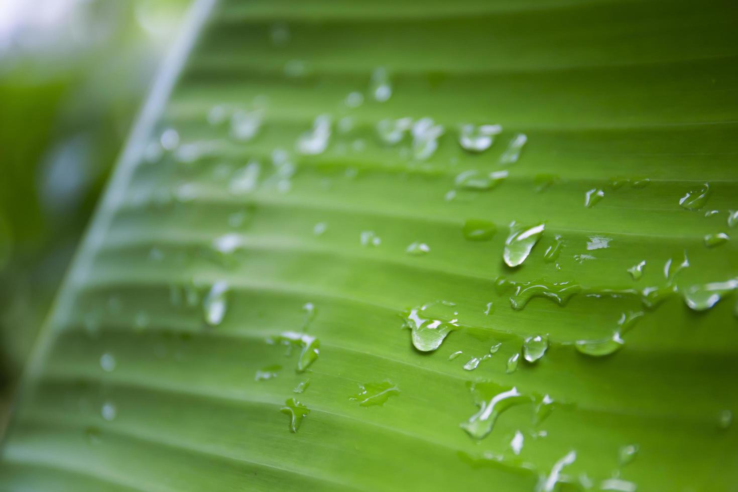 gotas de lluvia sobre fondo verde refrescante de hojas de plátano foto