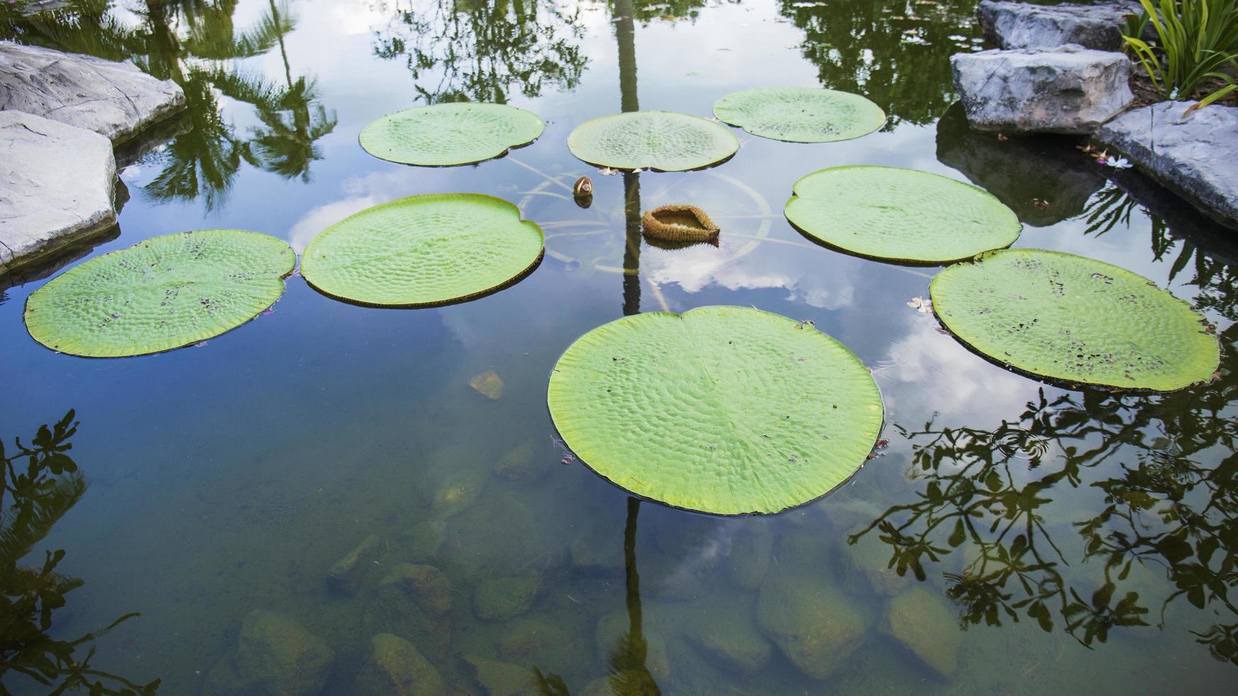 Victoria lotus leaf It is the largest lotus flower that floats on the water surface. photo