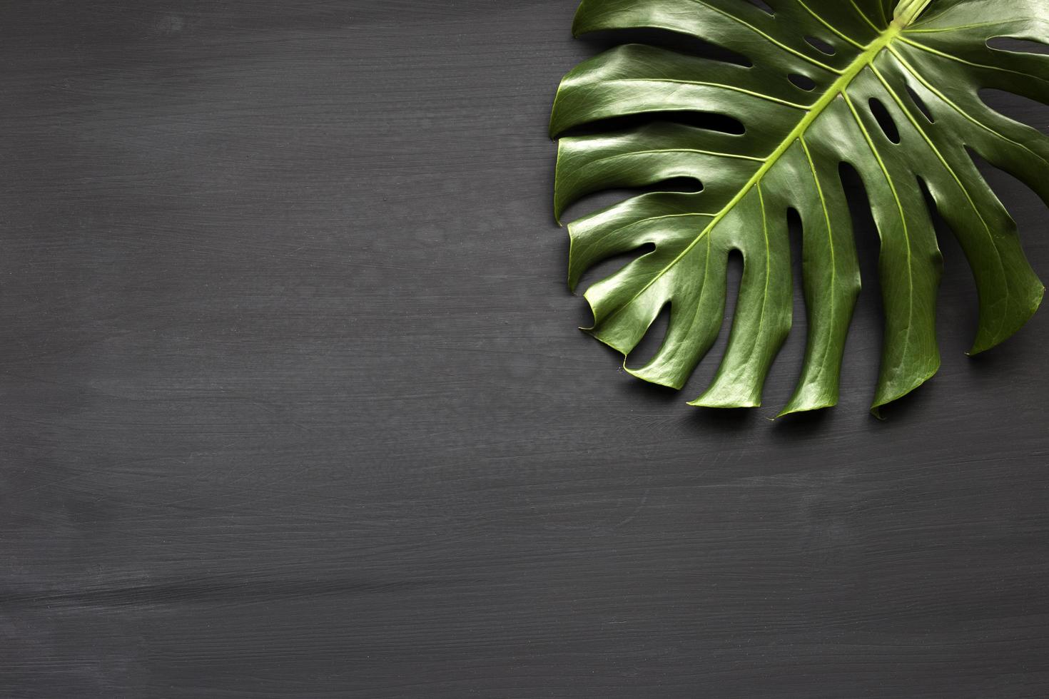 Monstera is a tropical floor. On wooden floor with black background photo