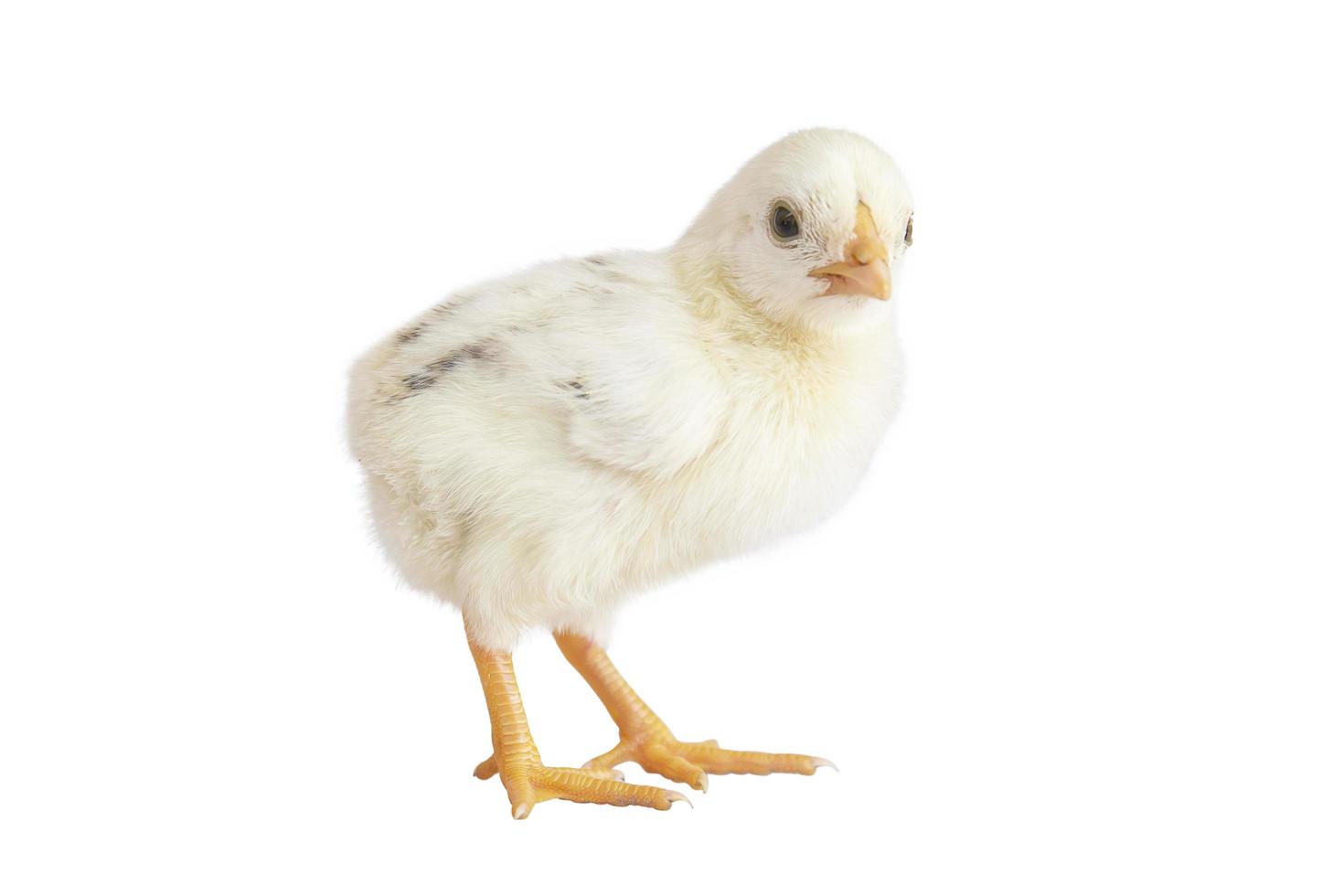 Cute little yellow chicks isolated on a white background. photo