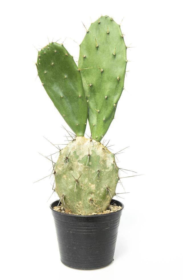 Cactus isolated on white background. photo