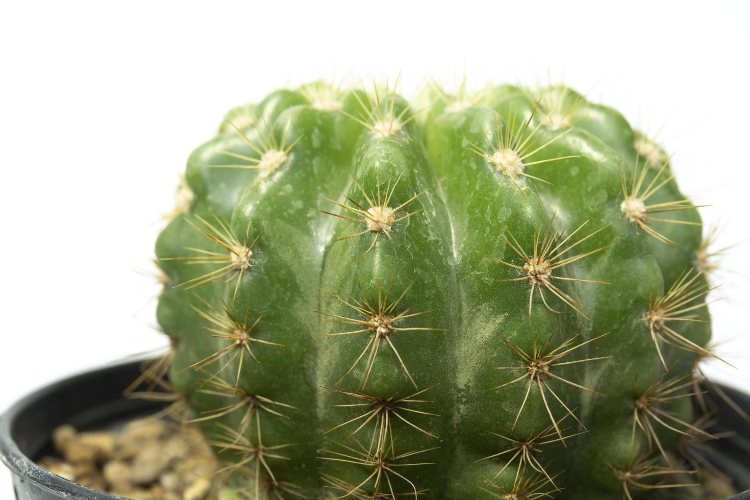 Cactus isolated on white background. photo