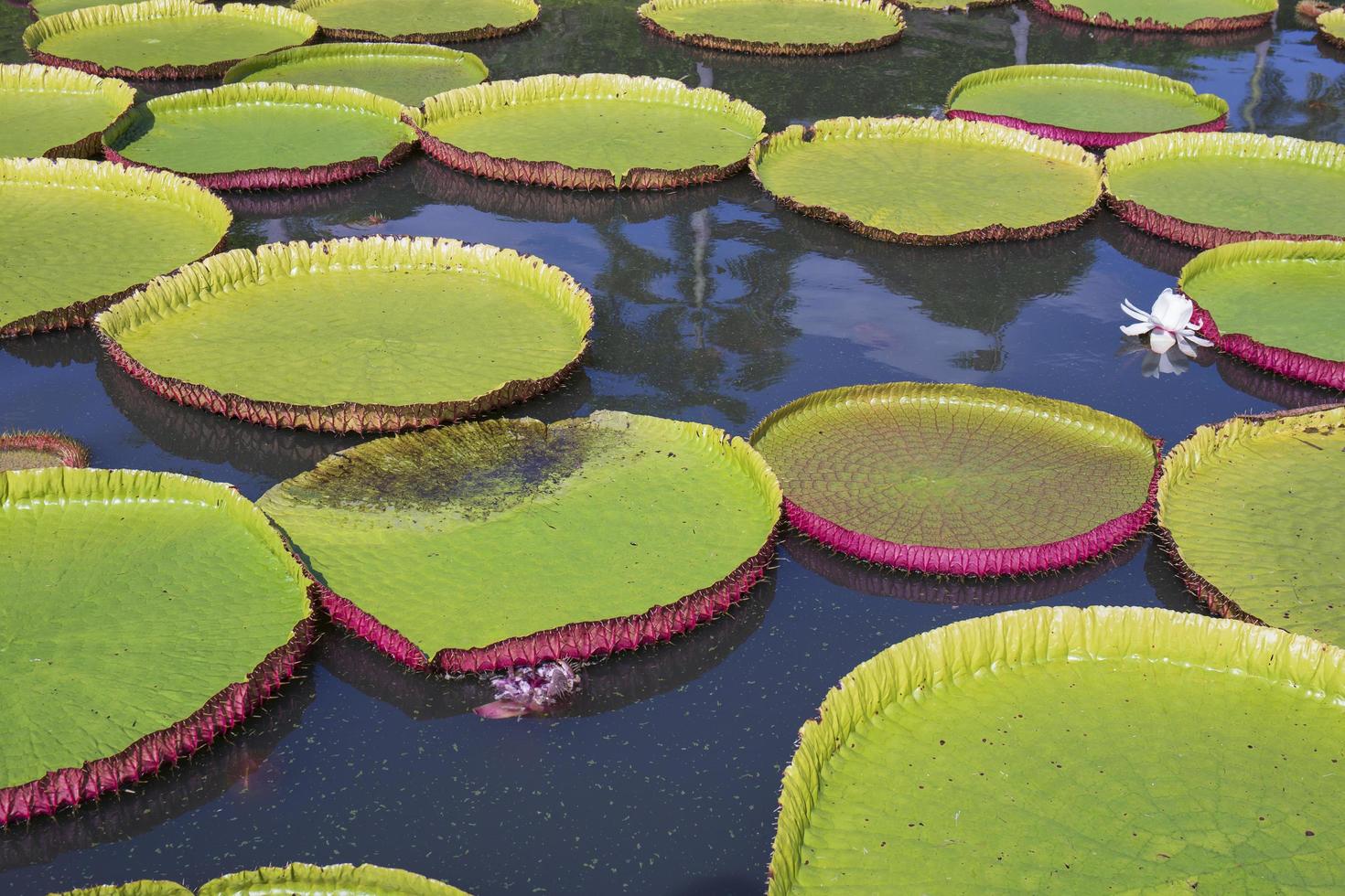 sabiduría Carne de cordero Cubo hoja de loto victoria es la flor de loto más grande que flota en la  superficie del agua. 6893587 Foto de stock en Vecteezy