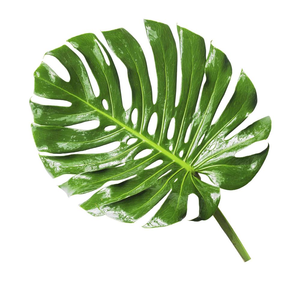 Tropical Jungle Leaf, Monstera, resting on flat surface, isolated on white background, also called Swiss Cheese plant photo