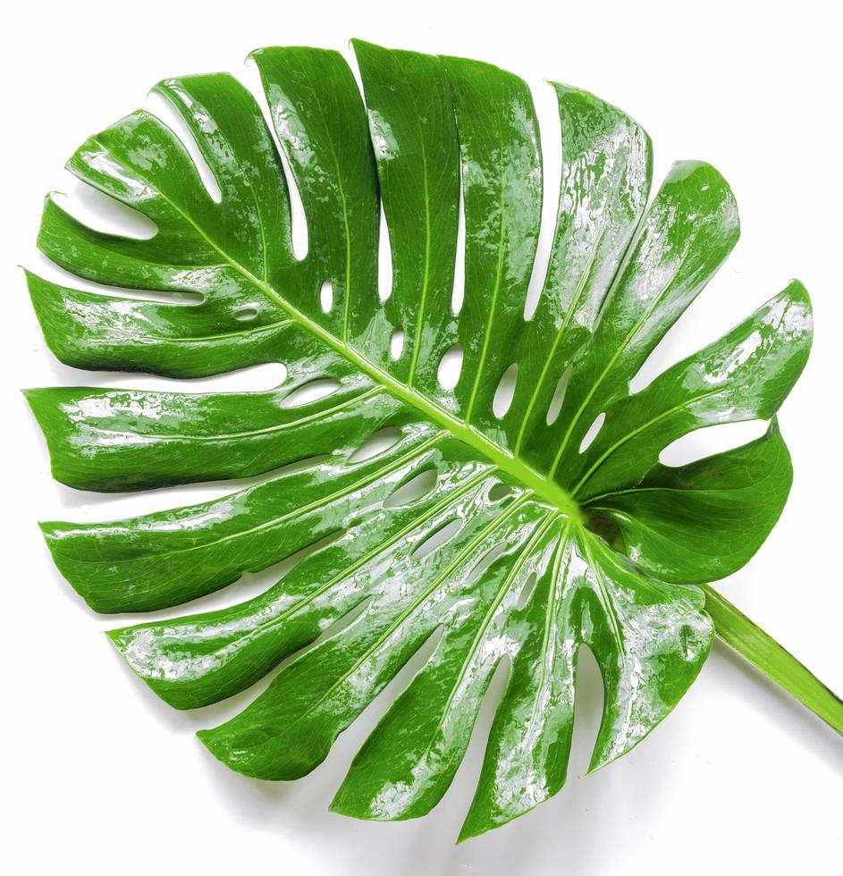 Monstera, a large tropical wetland on a white background, has a pretty soft shadow. photo