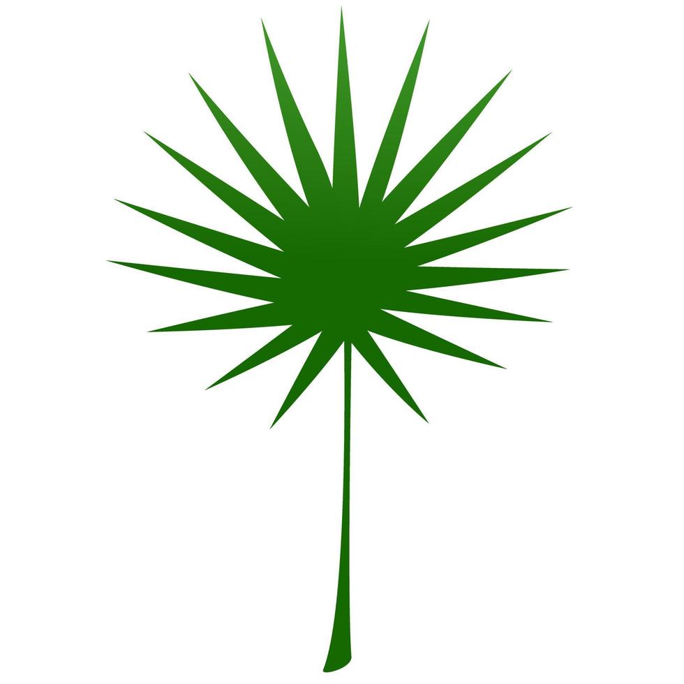Sugar palm leaf. vector